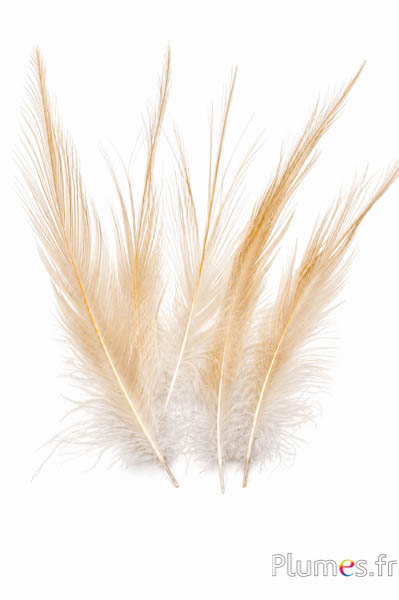 Gru comune - sbiancato - 15-20 cm - crema